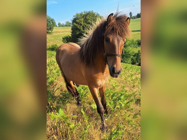 Islandpferd Hengst 1 Jahr Falbe in Häg-Ehrsberg
