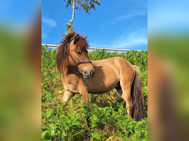 Islandpferd Hengst 1 Jahr Falbe in Häg-Ehrsberg