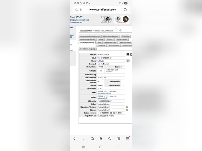 Islandpferd Hengst 1 Jahr Falbe in Hermannsburg