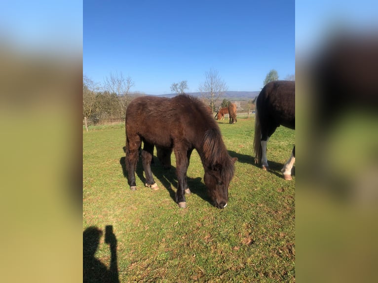 Islandpferd Hengst 1 Jahr Falbe in Wadern