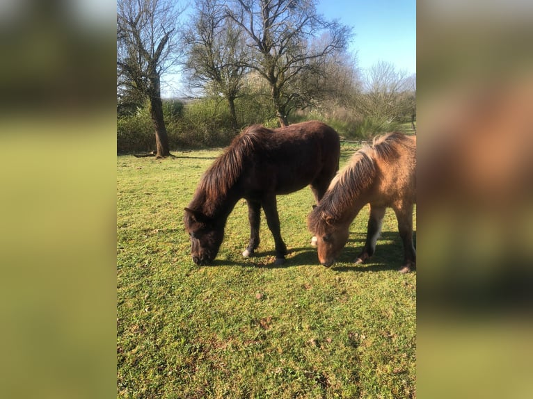 Islandpferd Hengst 1 Jahr Falbe in Wadern