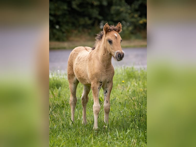 Islandpferd Hengst 1 Jahr Falbe in Wadern