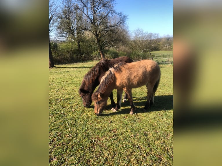 Islandpferd Hengst 1 Jahr Falbe in Wadern