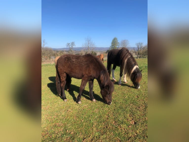 Islandpferd Hengst 1 Jahr Falbe in Wadern
