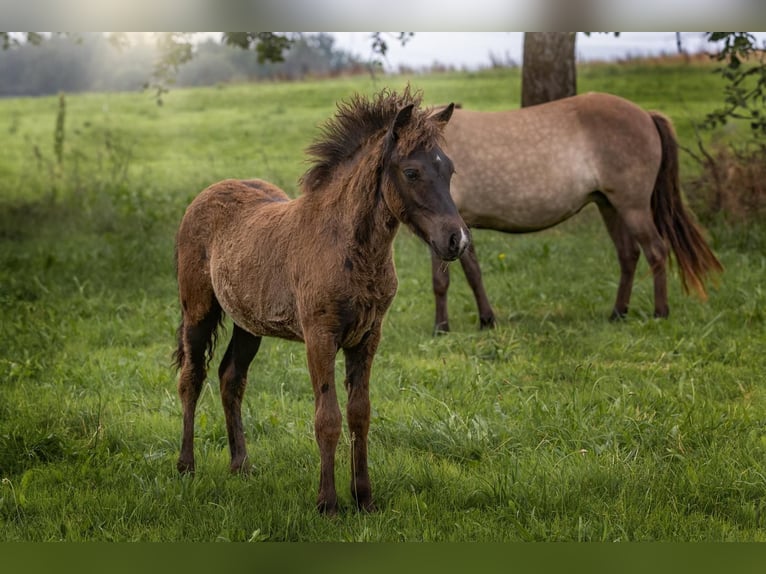 Islandpferd Hengst 1 Jahr Falbe in Wadern