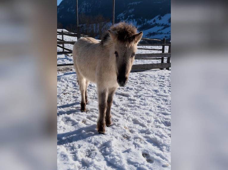 Islandpferd Hengst 1 Jahr  in Schwarzach im Pongau