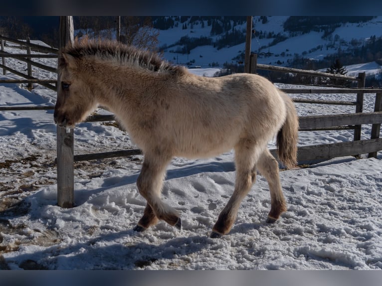 Islandpferd Hengst 1 Jahr  in Schwarzach im Pongau