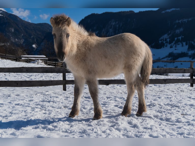Islandpferd Hengst 1 Jahr  in Schwarzach im Pongau