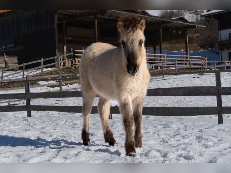 Islandpferd Hengst 1 Jahr  in Schwarzach im Pongau