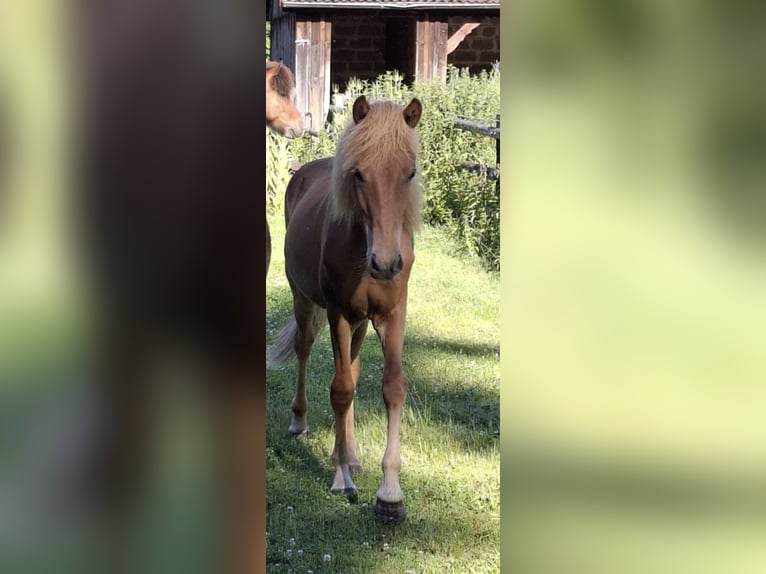 Islandpferd Hengst 1 Jahr Fuchs in Hermannsburg