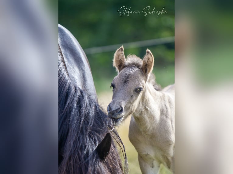 Islandpferd Hengst 1 Jahr  in Scharnebeck