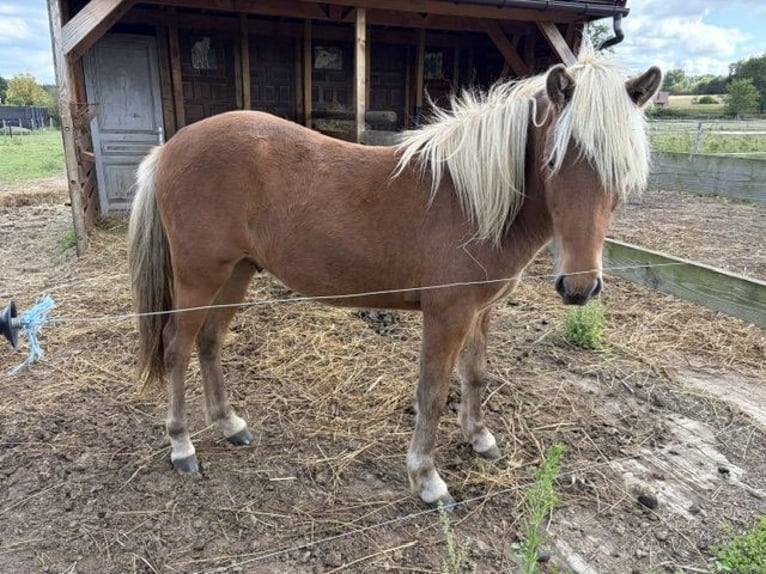 Islandpferd Hengst 1 Jahr  in Gelrode