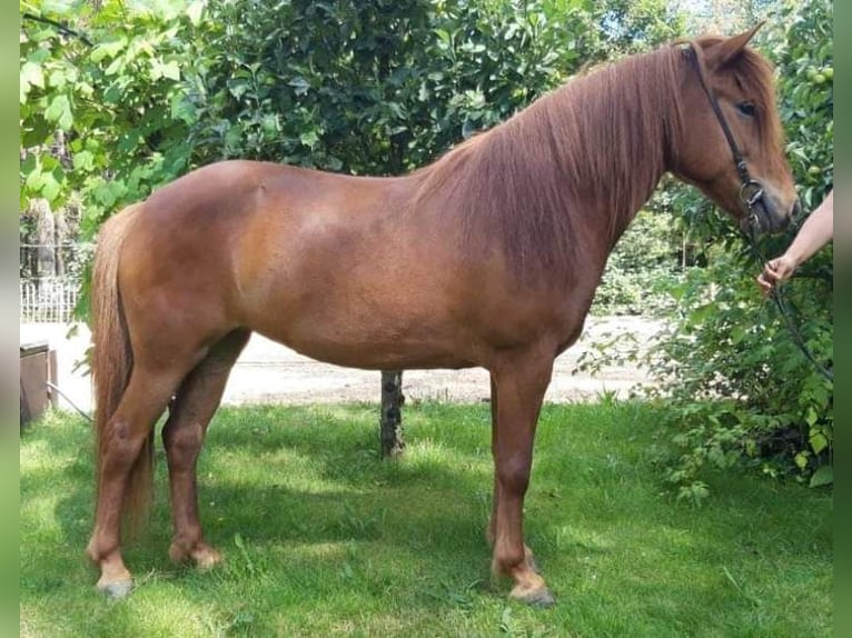 Islandpferd Hengst 1 Jahr  in Gelrode