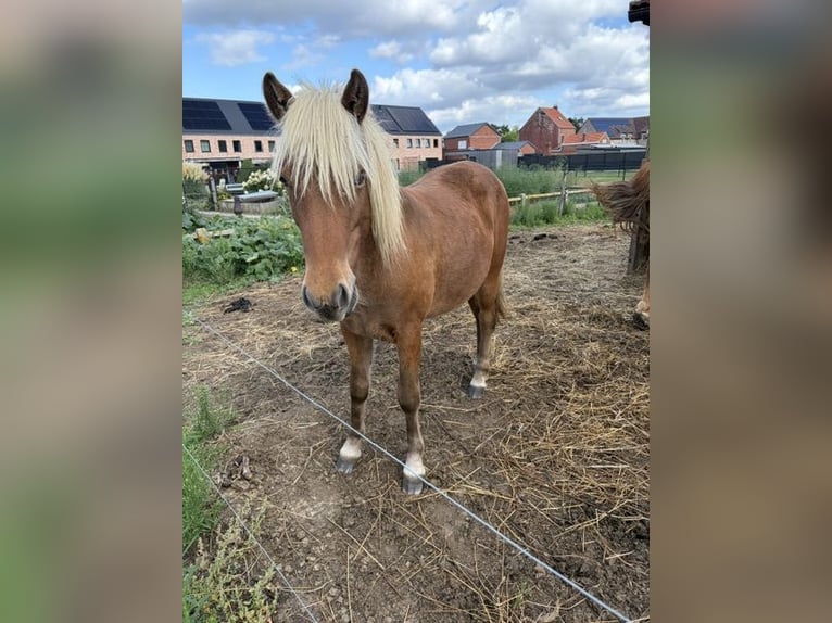 Islandpferd Hengst 1 Jahr  in Gelrode