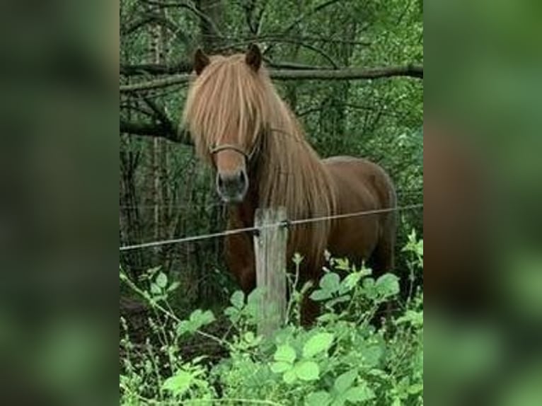 Islandpferd Hengst 1 Jahr  in Gelrode