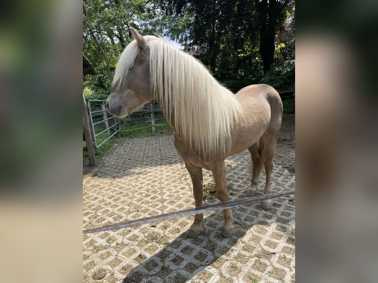 Islandpferd Hengst 1 Jahr  in Gelrode