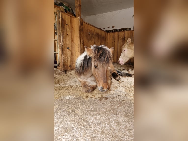 Islandpferd Hengst 1 Jahr in Rauris Islandpferd Hengst 1 Jahr in Rauris