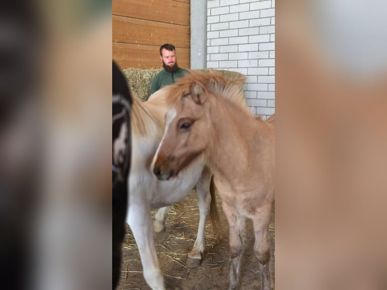 Islandpferd Hengst 1 Jahr Kann Schimmel werden in Friedberg