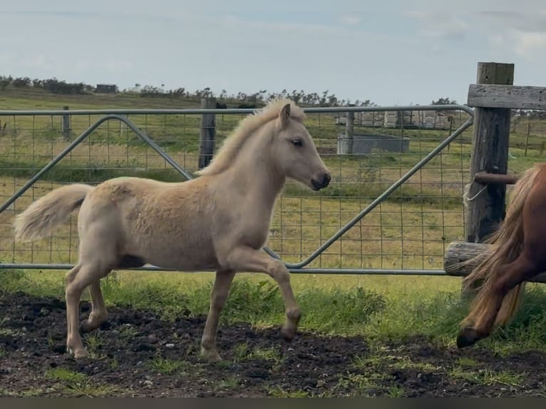 Islandpferd Hengst 1 Jahr Palomino in Hvolsvöllur