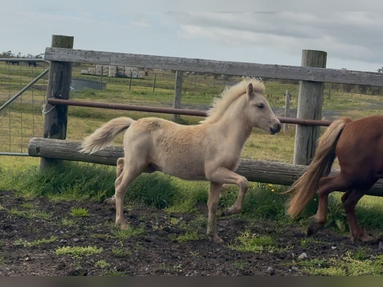 Islandpferd Hengst 1 Jahr Palomino in Hvolsvöllur