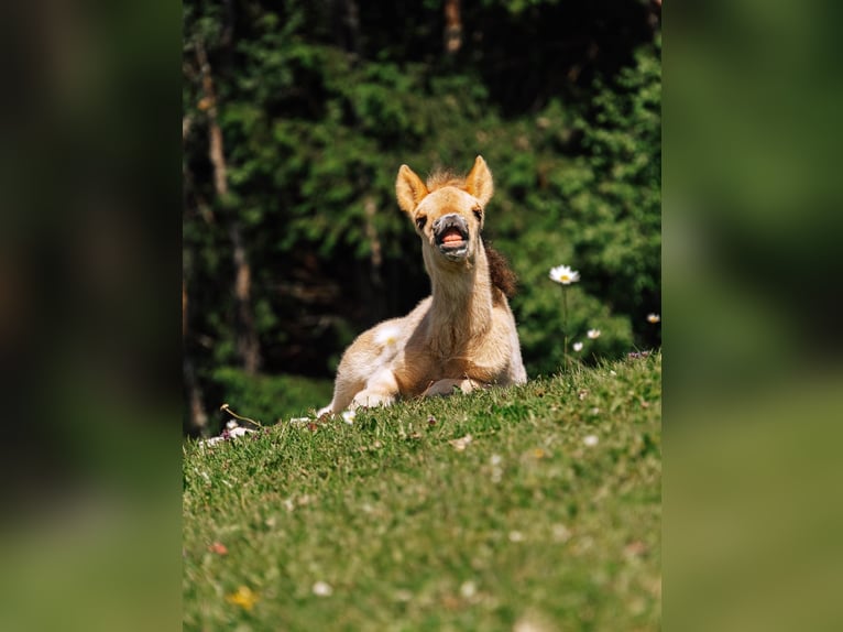 Islandpferd Hengst 1 Jahr Palomino in Mariapfarr