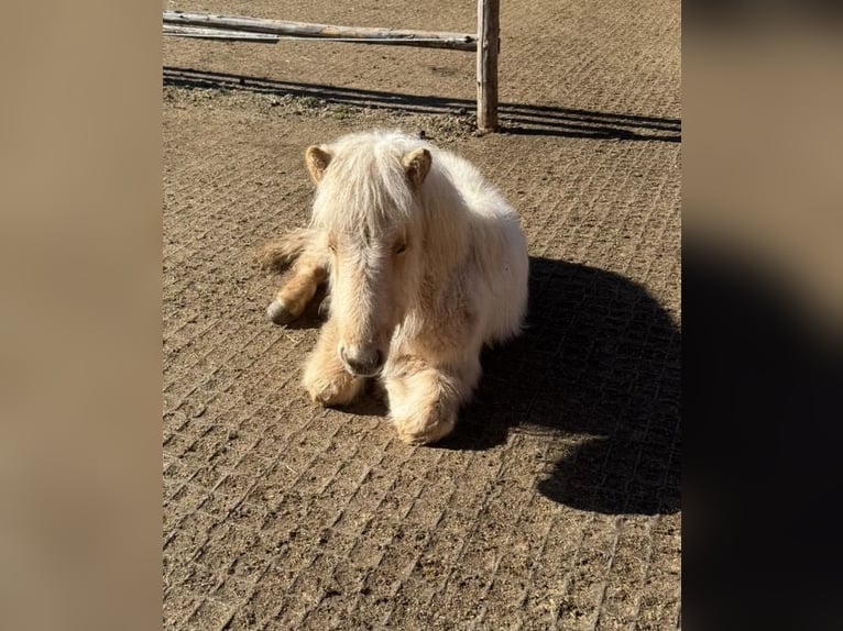 Islandpferd Hengst 1 Jahr Palomino in Mariapfarr