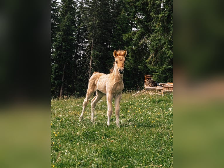 Islandpferd Hengst 1 Jahr Palomino in Mariapfarr