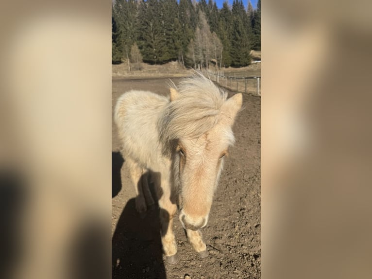 Islandpferd Hengst 1 Jahr Palomino in Mariapfarr