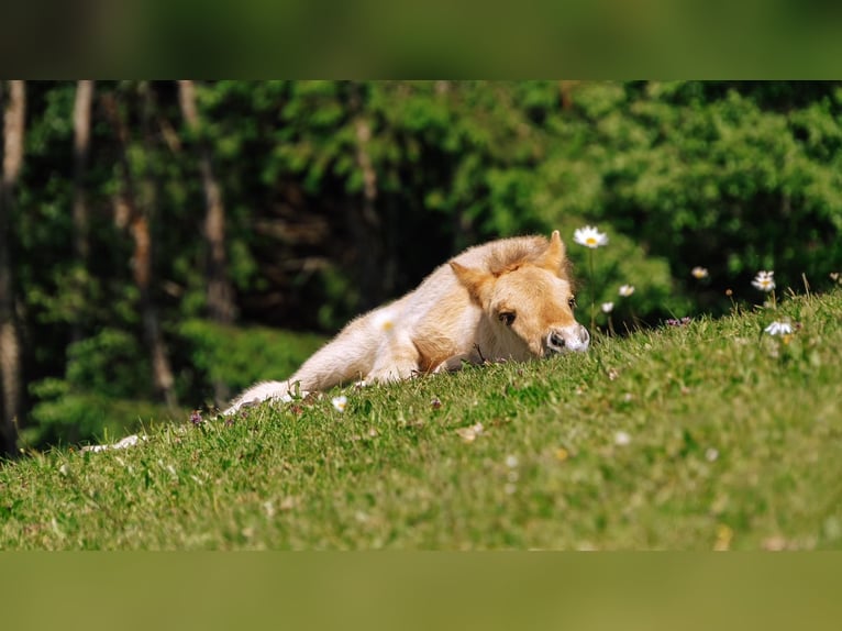 Islandpferd Hengst 1 Jahr Palomino in Mariapfarr