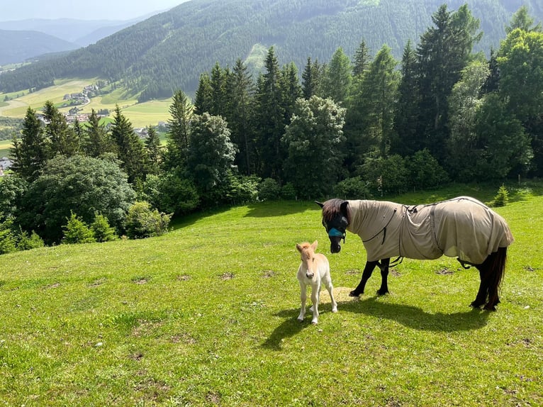 Islandpferd Hengst 1 Jahr Palomino in Mariapfarr