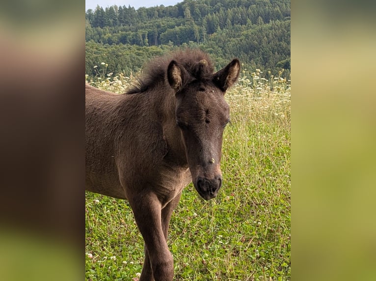 Islandpferd Hengst 1 Jahr Rappe in Beilstein