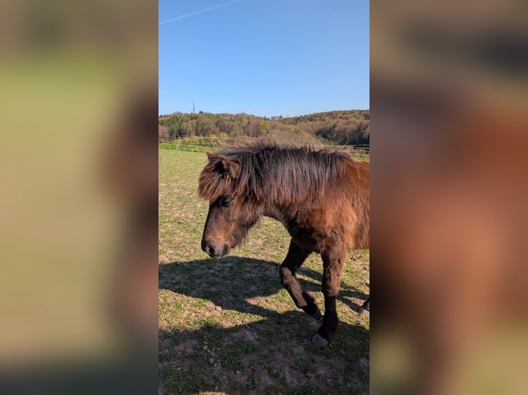 Islandpferd Hengst 1 Jahr Rappe in Beilstein