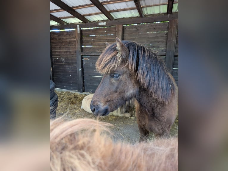 Islandpferd Hengst 1 Jahr Rappe in Beilstein