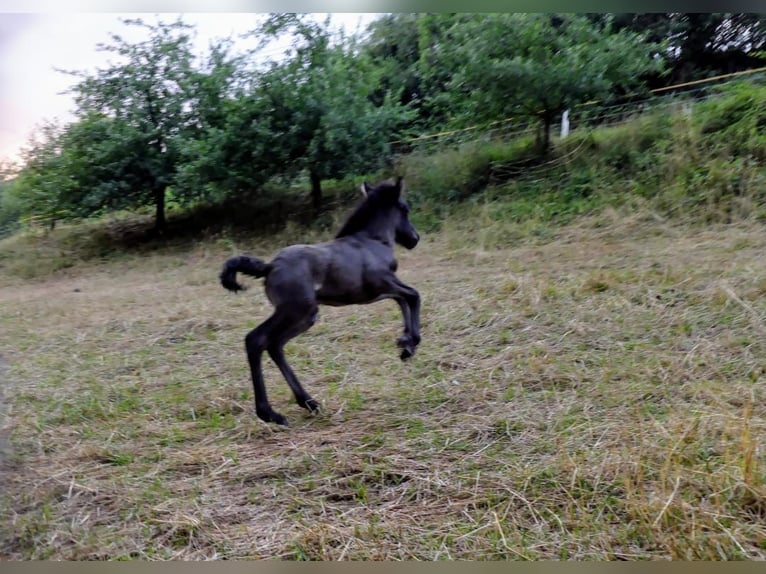 Islandpferd Hengst 1 Jahr Rappe in Beilstein