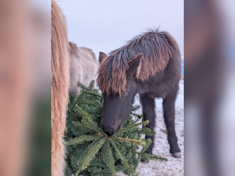 Islandpferd Hengst 1 Jahr Rappe in Beilstein