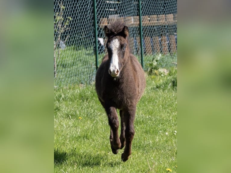 Islandpferd Hengst 1 Jahr Rappe in Velbert