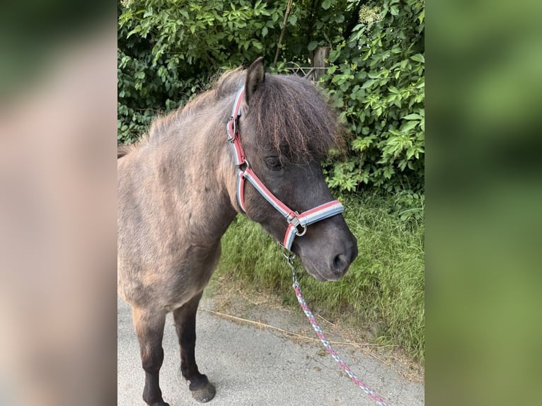 Islandpferd Hengst 1 Jahr Rappe in Velbert