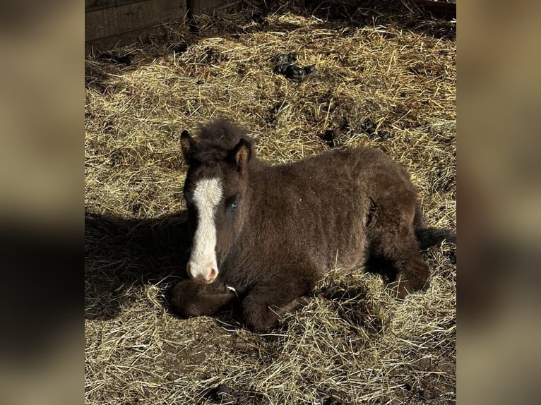 Islandpferd Hengst 1 Jahr Rappe in Velbert