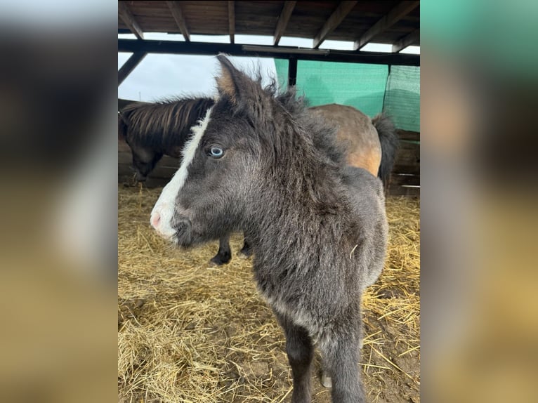 Islandpferd Hengst 1 Jahr Rappe in Velbert