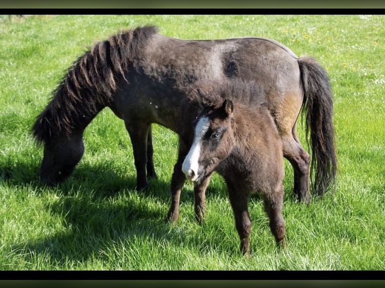 Islandpferd Hengst 1 Jahr Rappe in Velbert