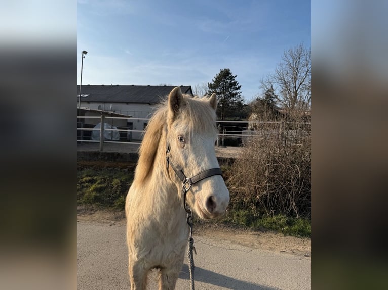 Islandpferd Hengst 1 Jahr Rappe in Velbert