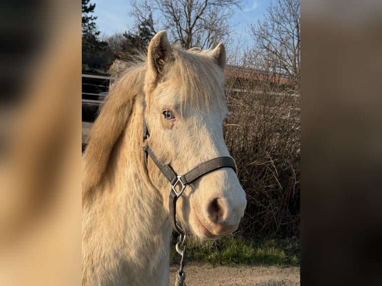 Islandpferd Hengst 1 Jahr Rappe in Velbert