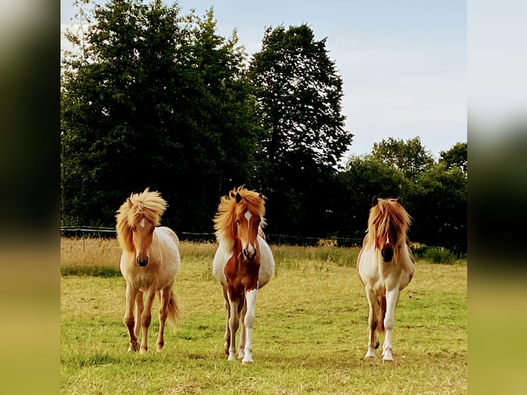 Islandpferd Hengst 1 Jahr Red Dun in Bargstall