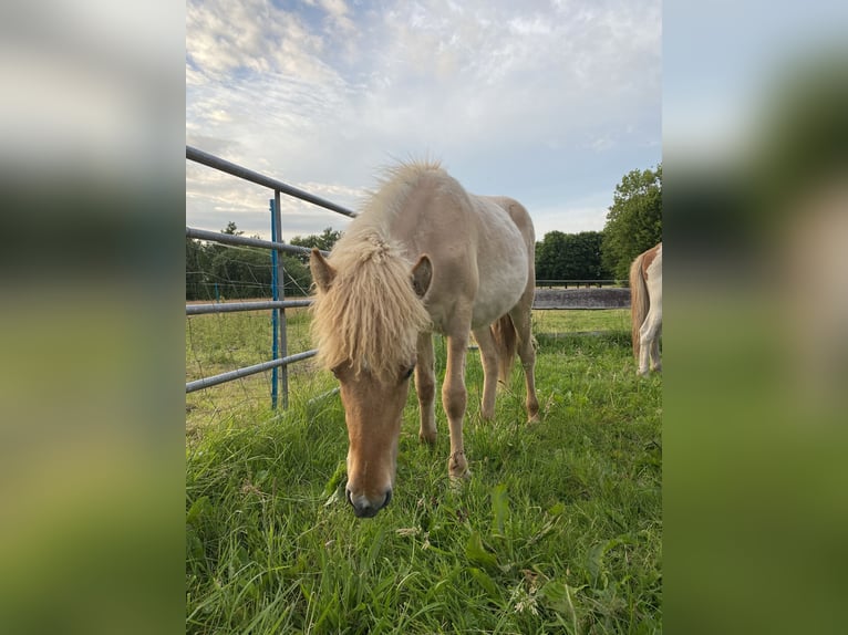 Islandpferd Hengst 1 Jahr Red Dun in Bargstall