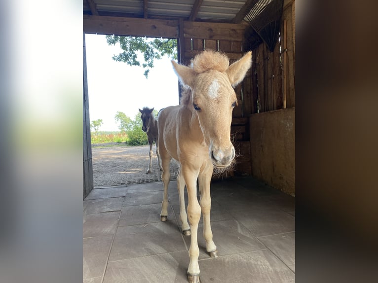 Islandpferd Hengst 1 Jahr Red Dun in Bargstall