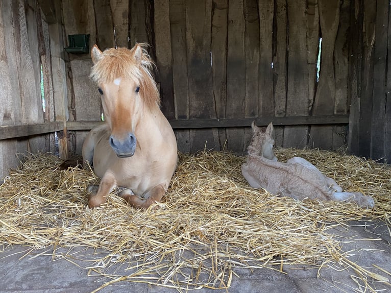 Islandpferd Hengst 1 Jahr Red Dun in Bargstall