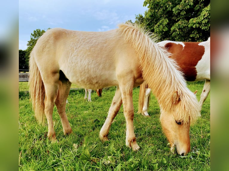 Islandpferd Hengst 1 Jahr Red Dun in Bargstall