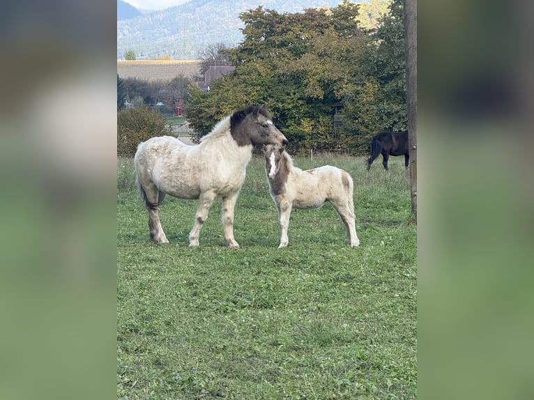 Islandpferd Hengst 1 Jahr Schecke in St. Kanzian