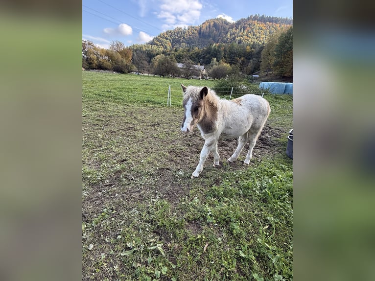 Islandpferd Hengst 1 Jahr Schecke in St. Kanzian