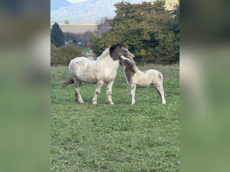 Islandpferd Hengst 1 Jahr Schecke in St. Kanzian